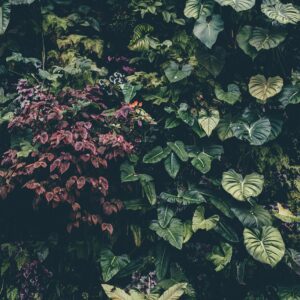 botanical, nature, shrub, bush, ivy, leaves, flora, garden, growth, foliage, outdoors, park, iphone wallpaper