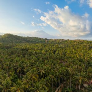 Stunning aerial view of a palm forest with a distant mountain in Bali, Indonesia.